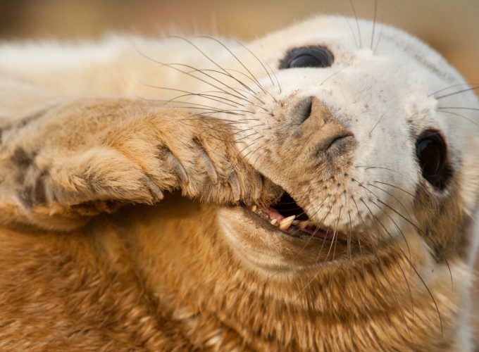 Wallpaper Grey seal, Scotland, Sable Island, funny, Teeth, Young, tourism, Animals 7159616481